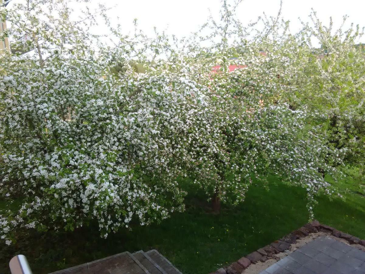 Ferienwohnung Barzen Ralingen المظهر الخارجي الصورة